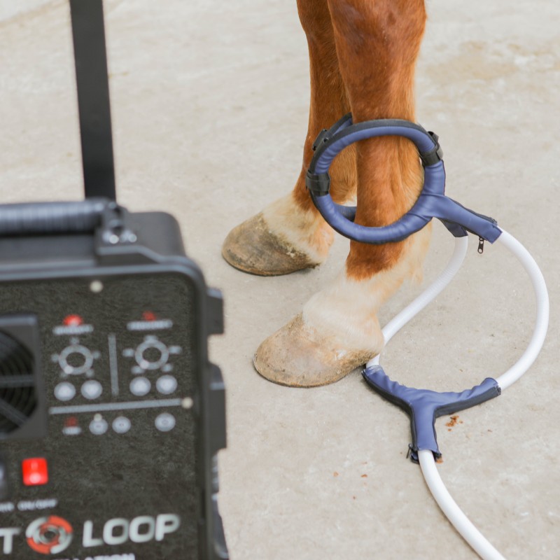 PMST LOOP PEMF Therapy Horse E - Health Wellness Massage 리뷰 및 가격